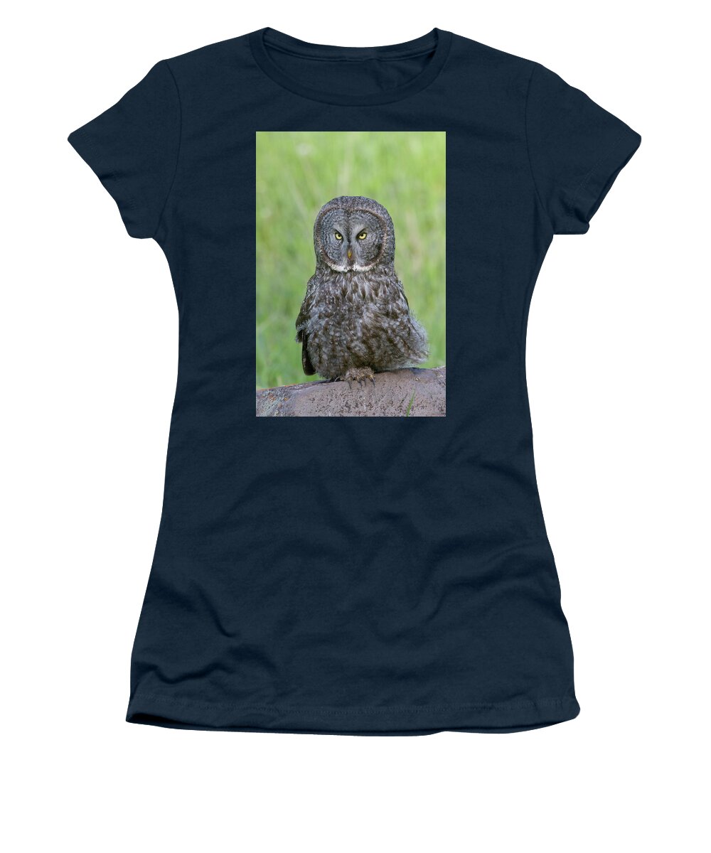 Wild Women's T-Shirt featuring the photograph Great Gray Intensity by Mark Miller
