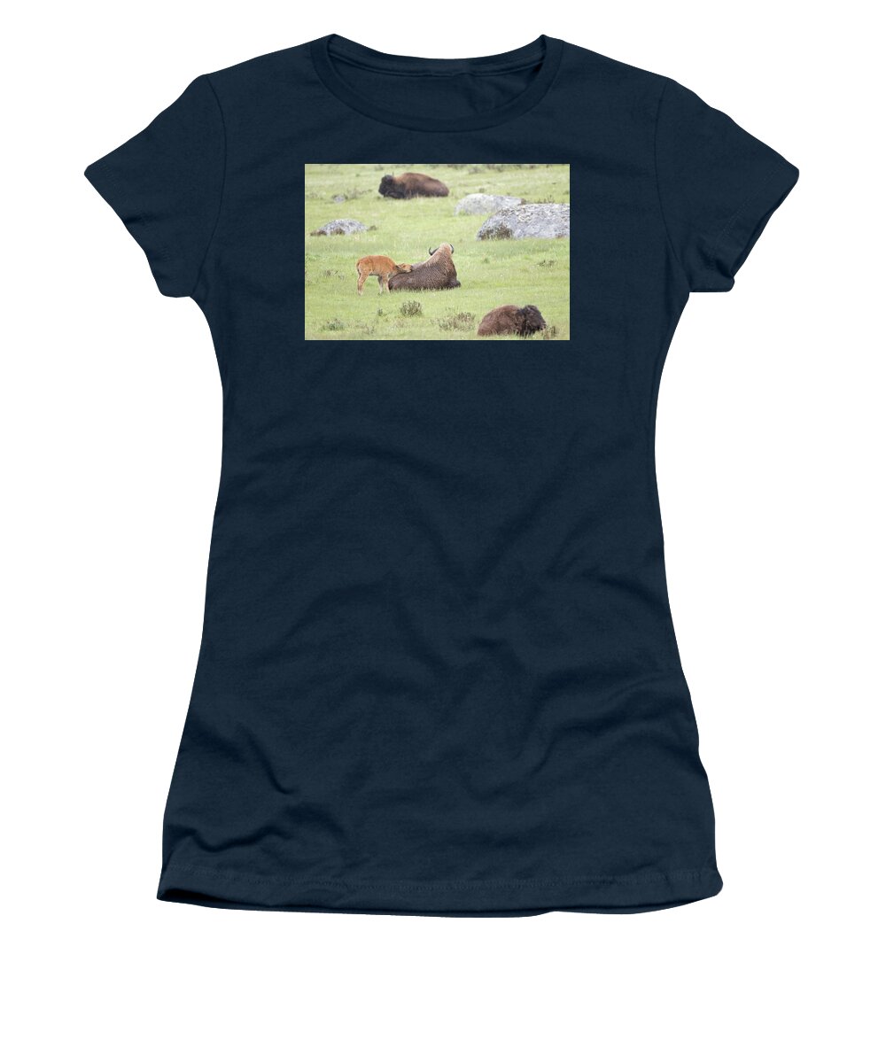 Bison Women's T-Shirt featuring the photograph Just Resting My Eyes by Eilish Palmer