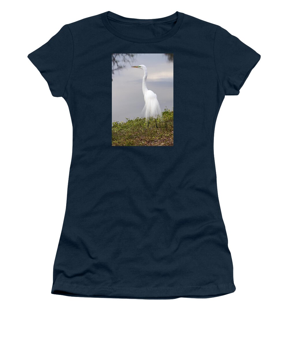 Great Egret Women's T-Shirt featuring the photograph Lacy Breeding Plumage by Sally Weigand