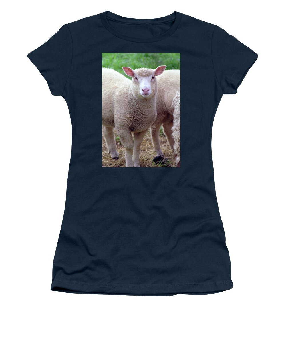 Lamb Women's T-Shirt featuring the photograph Lamb by Frank DiMarco