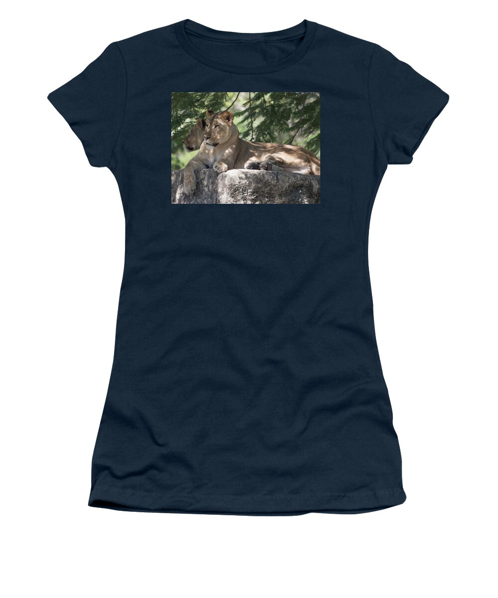 Lion Women's T-Shirt featuring the photograph Lion by Dart Humeston