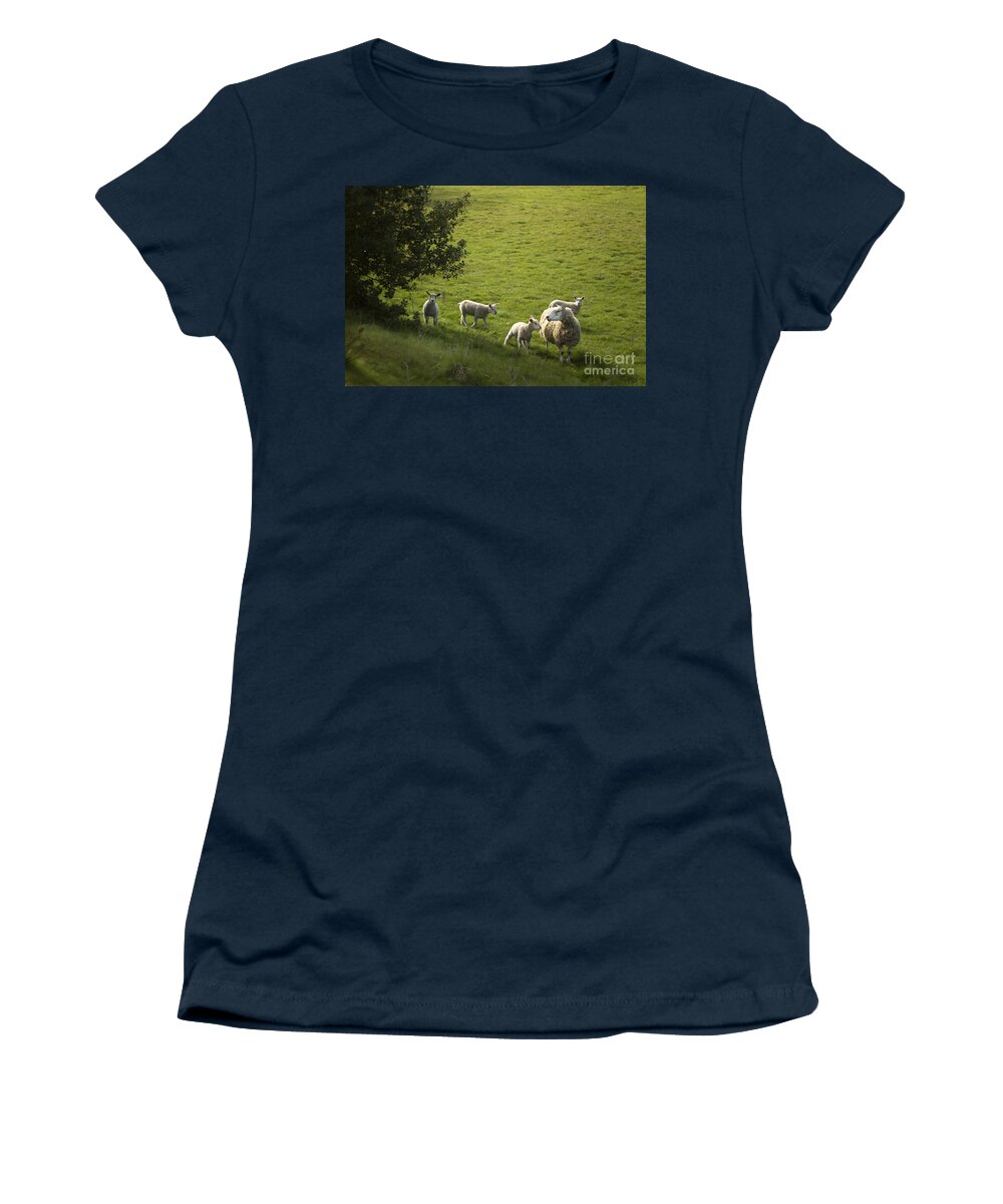 Sheep Women's T-Shirt featuring the photograph Little Lamb by Ang El