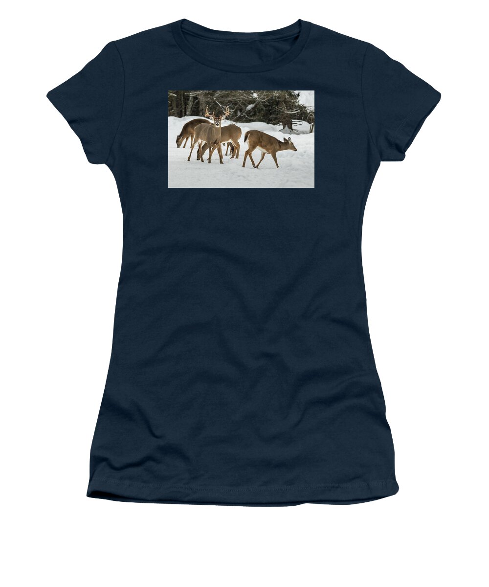 Deer Women's T-Shirt featuring the photograph Majestic by Colin Chase