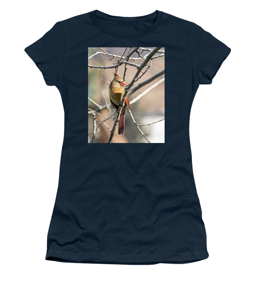 Bird Women's T-Shirt featuring the photograph Mama Cardinal by Ira Marcus