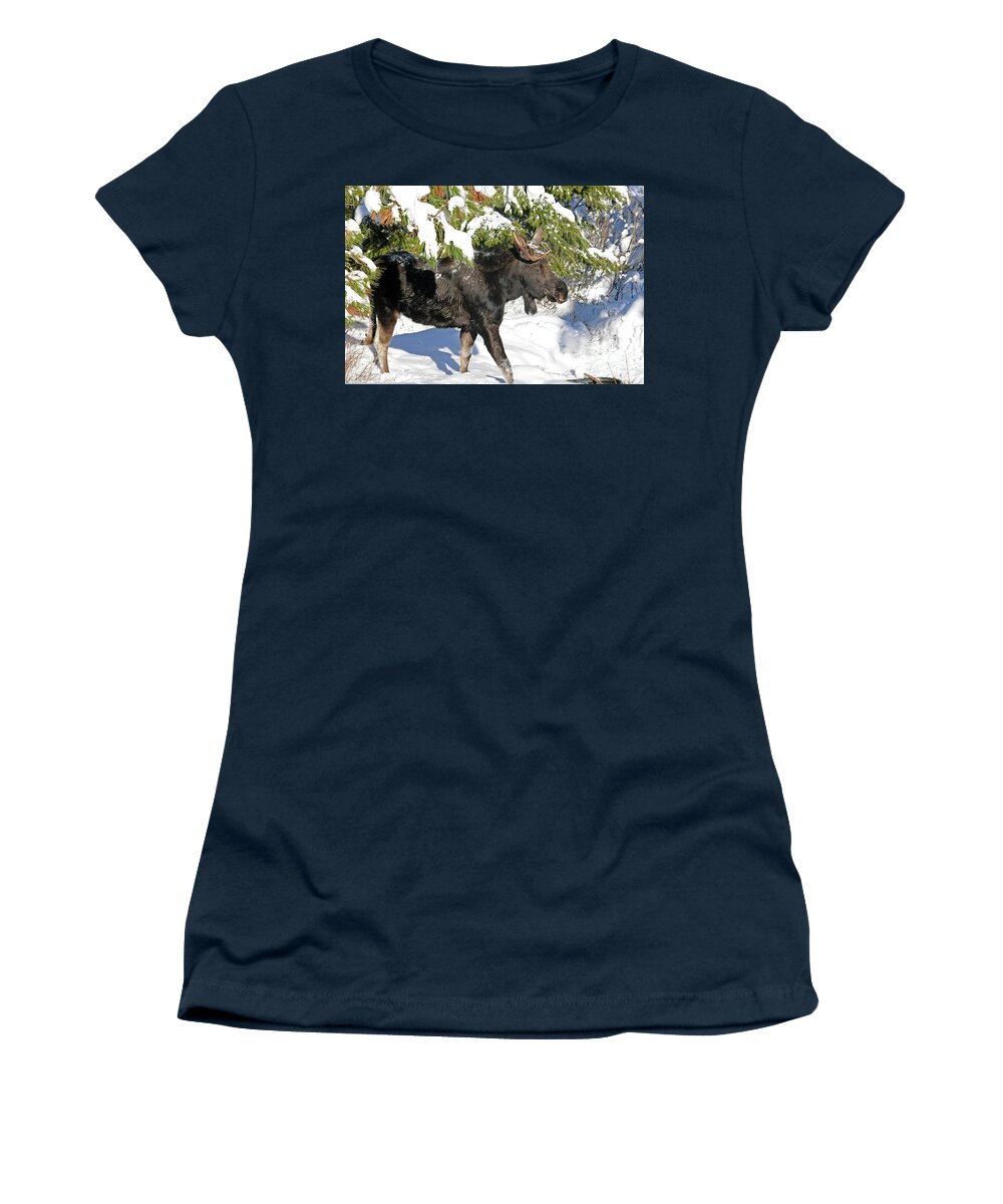 Moose Women's T-Shirt featuring the photograph Moose in snow by Cindy Murphy - NightVisions