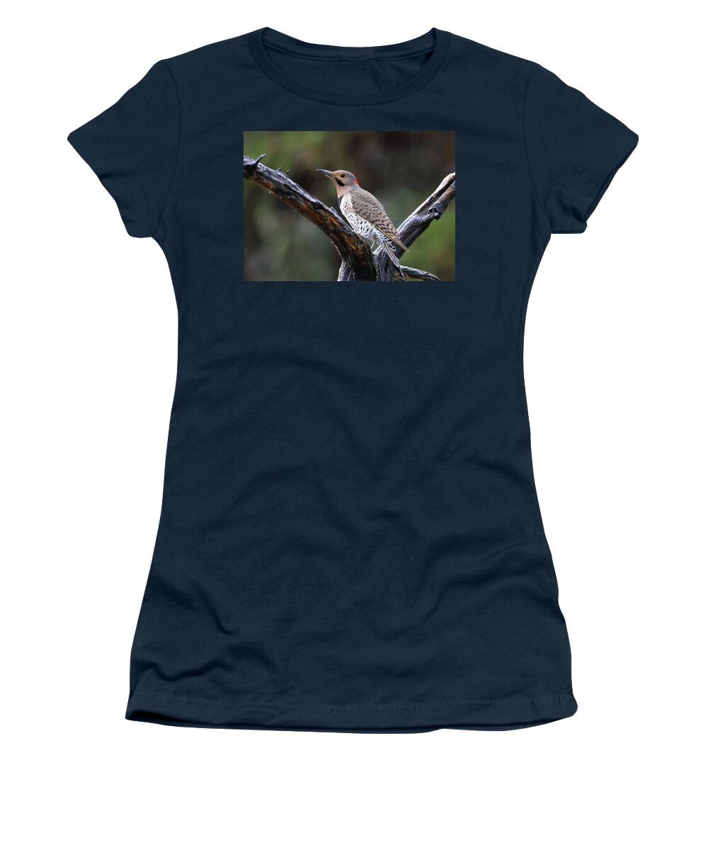 Bird Women's T-Shirt featuring the photograph Northern Flicker In Rain by Daniel Reed