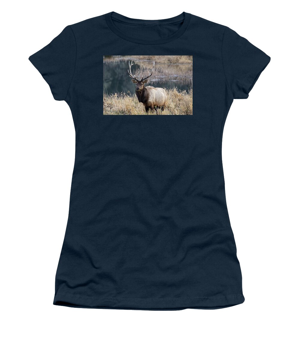 Elk Women's T-Shirt featuring the photograph On Watch by Steven Clark