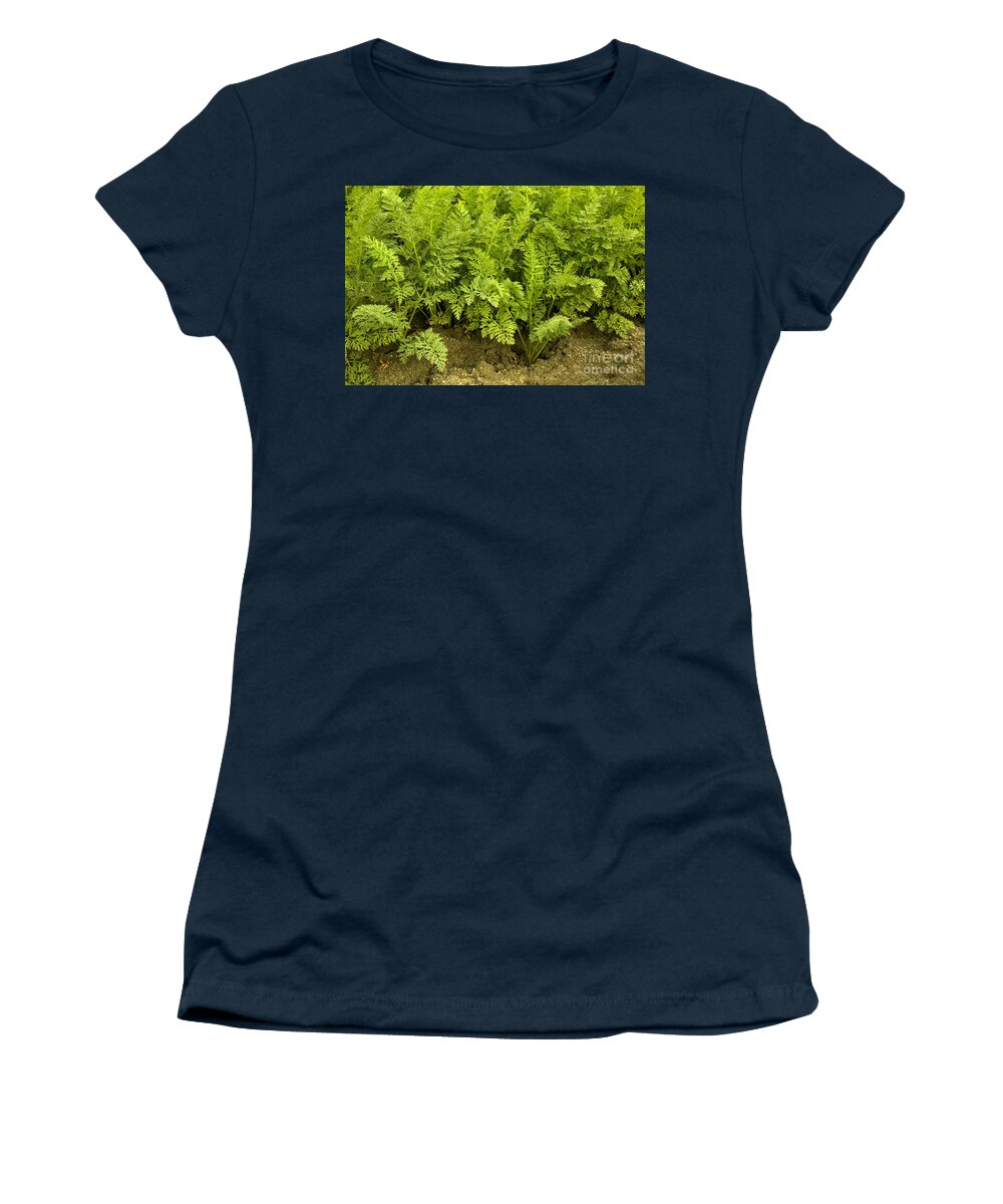 Carrot Greens Women's T-Shirt featuring the photograph Organic Carrot Greens by Inga Spence