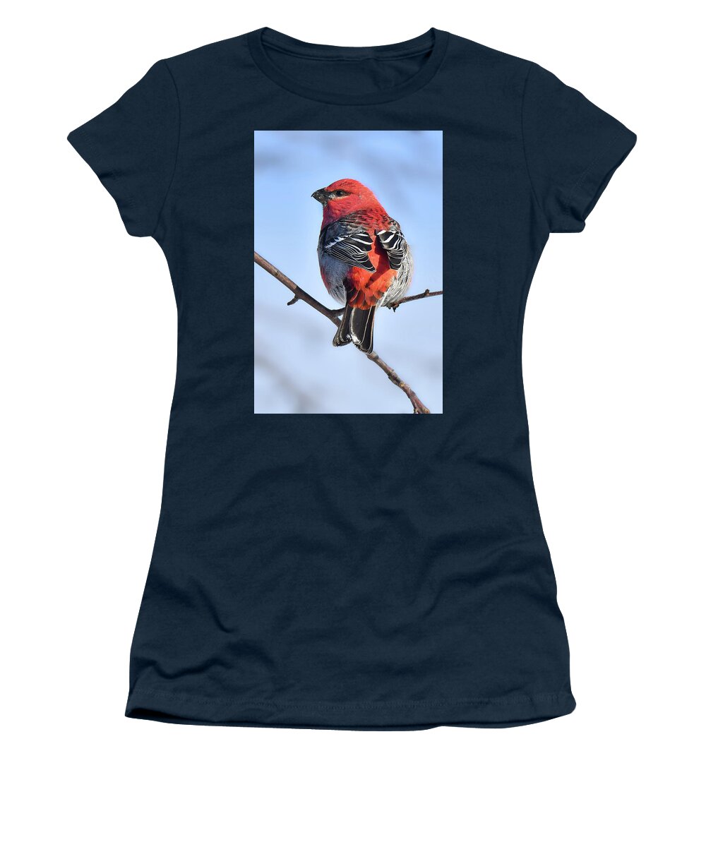 Bird Women's T-Shirt featuring the photograph Pine Grosbeak by Alan Lenk