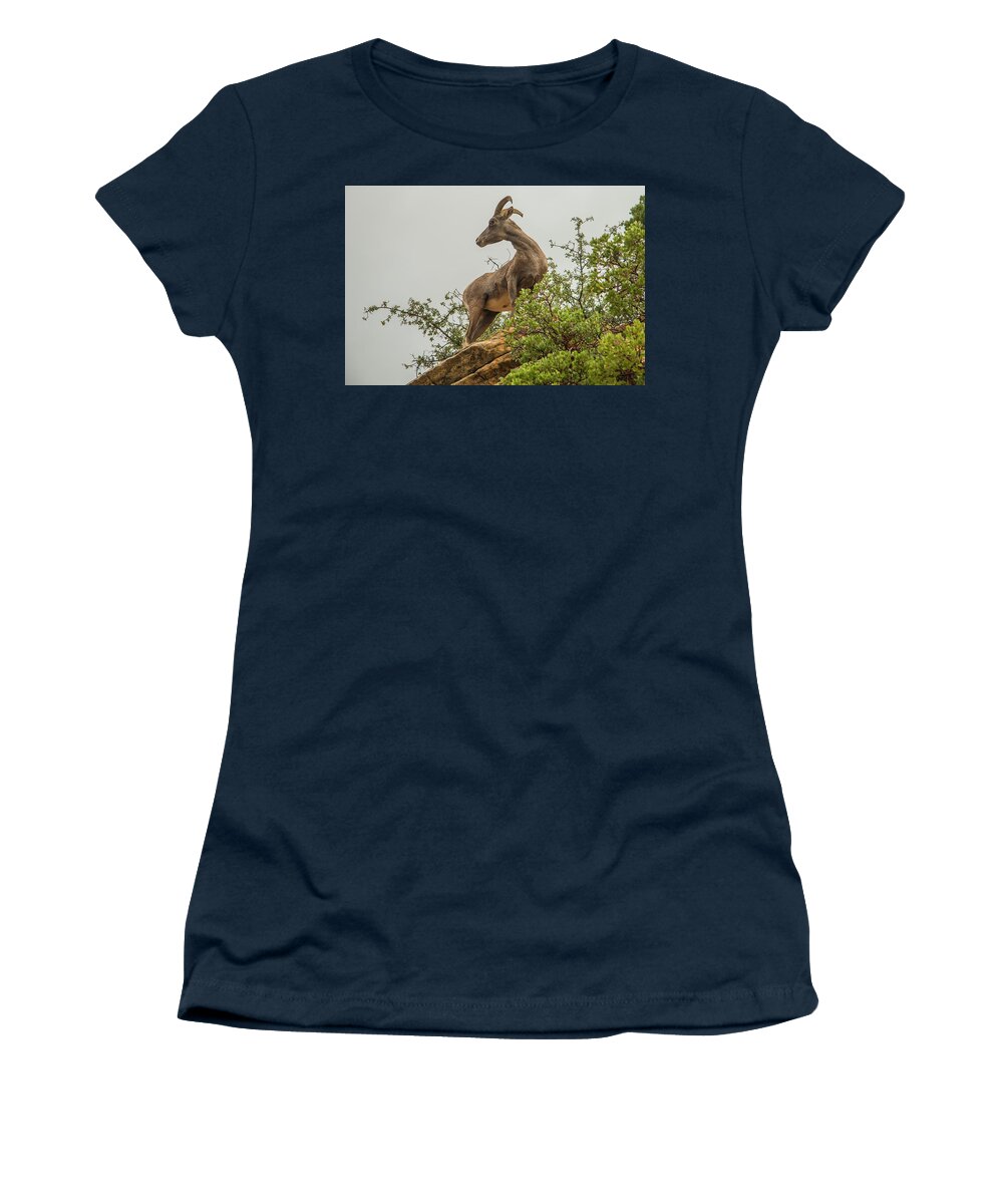 National Park Women's T-Shirt featuring the photograph Posing for the Camera by Doug Scrima