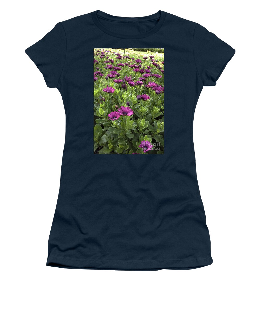 New England Women's T-Shirt featuring the photograph Prescott Park - Portsmouth New Hampshire Osteospermum Flowers by Erin Paul Donovan