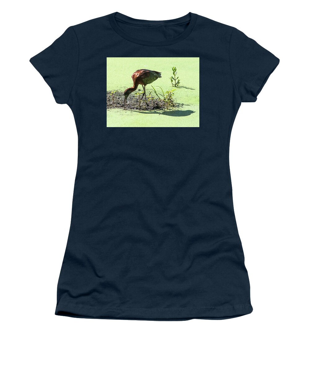 Glossy Ibis Women's T-Shirt featuring the photograph Probing Mission by Norman Johnson