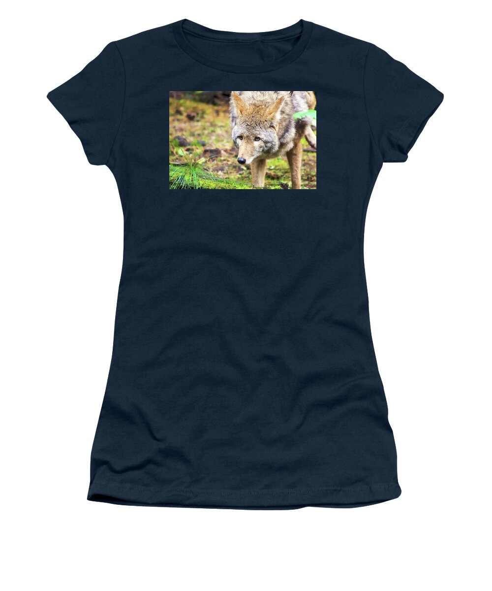 Coyote Women's T-Shirt featuring the photograph Shy Coyote by Timothy Anable