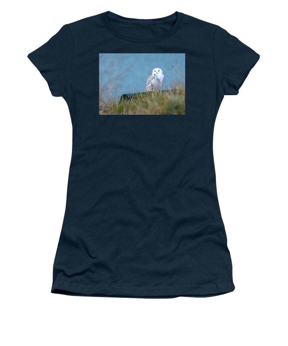 Snowy Owls Women's T-Shirt featuring the photograph Snowy Owl on a park bench by Judi Dressler