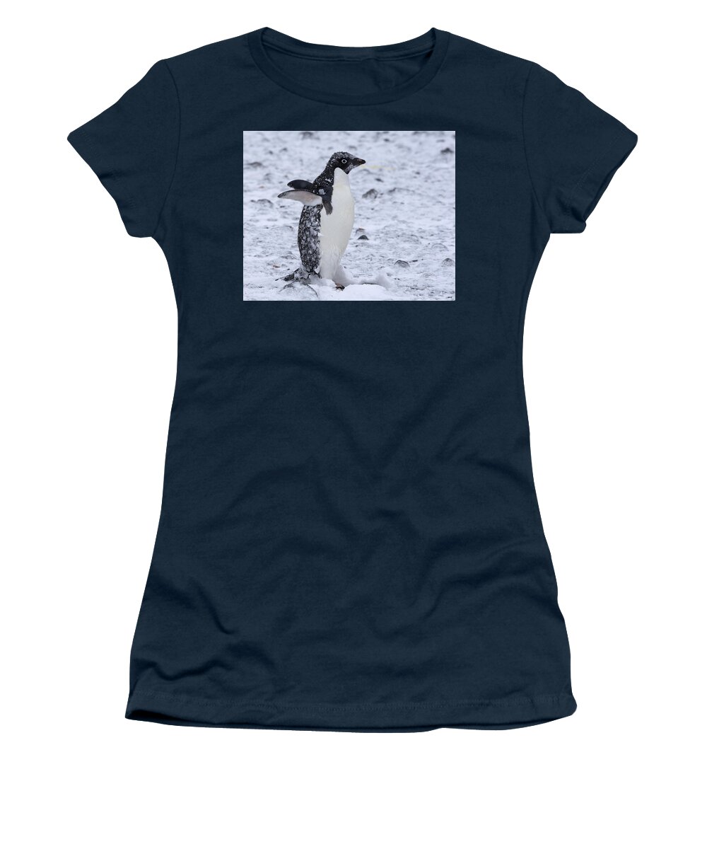 Adelie Penguin Women's T-Shirt featuring the photograph Southern Comfort by Tony Beck