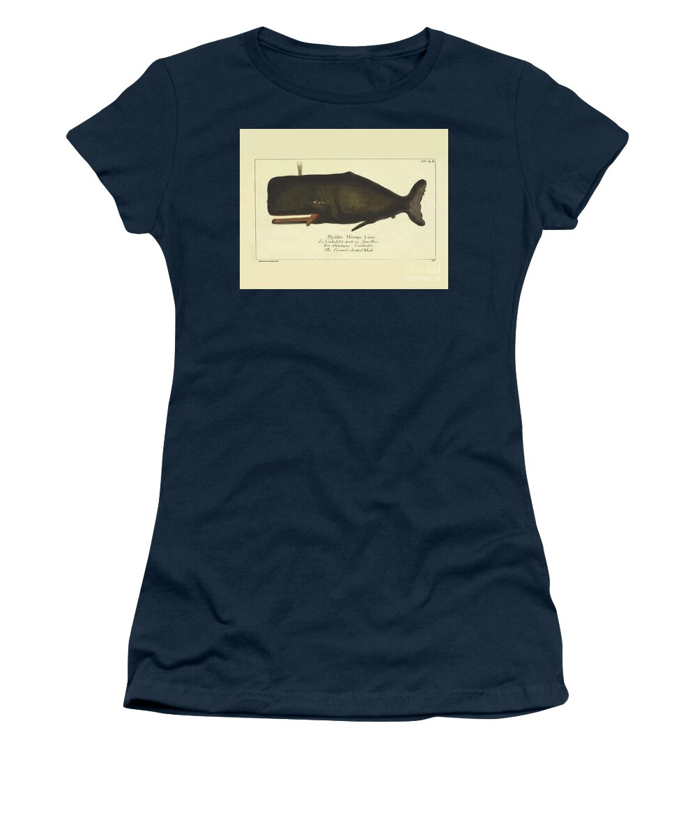 Gottlieb August Lange Women's T-Shirt featuring the drawing Sperm Whale by G.A. Lange 1780 by Art MacKay