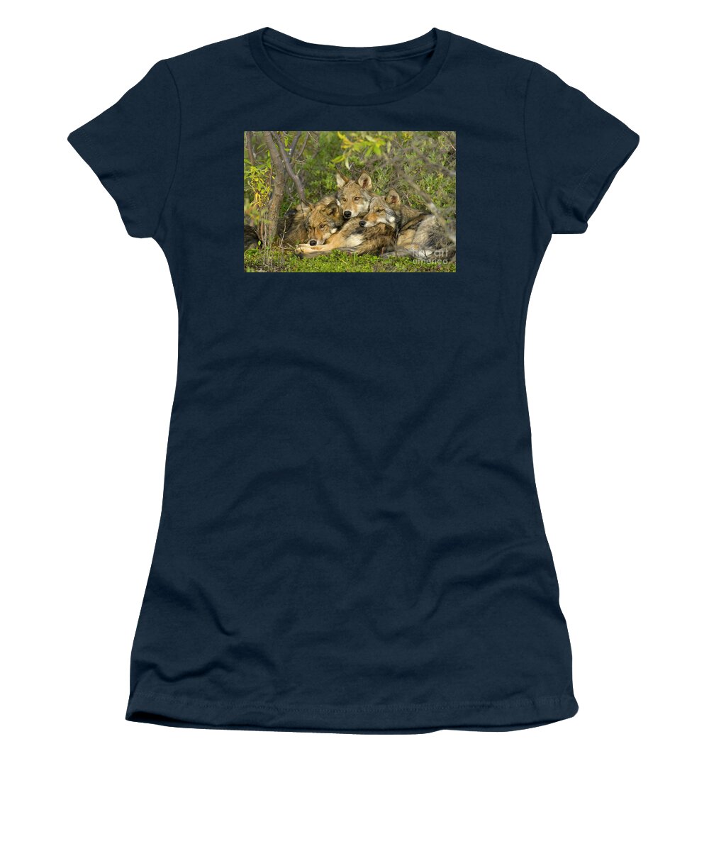 00427689 Women's T-Shirt featuring the photograph Timber Wolf Trio in Denali by Yva Momatiuk John Eastcott