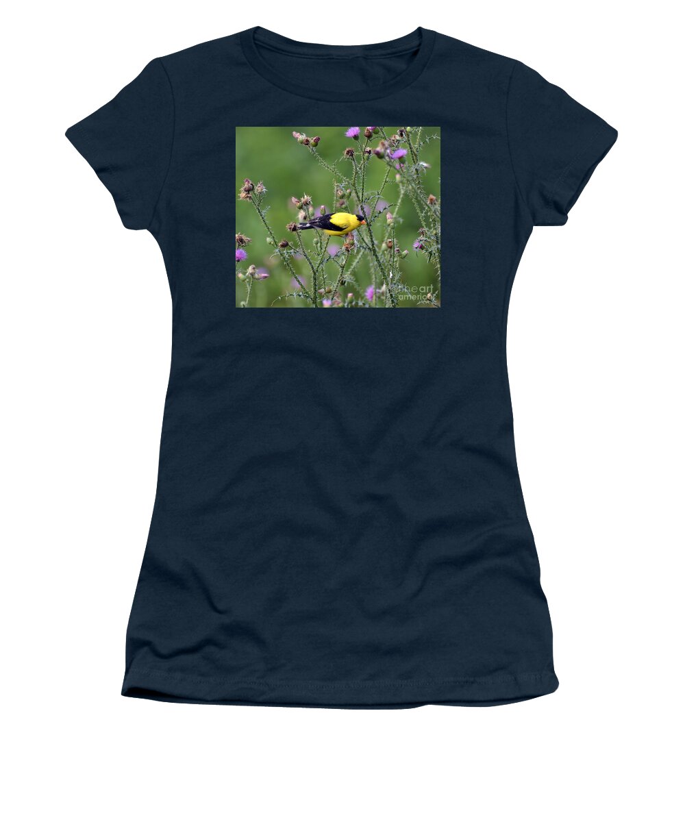 Goldfinch Women's T-Shirt featuring the photograph Wild Birds - American Goldfinch Male by Kerri Farley