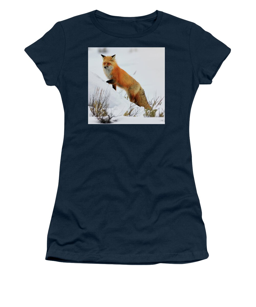 Red Fox Women's T-Shirt featuring the photograph Winter Fox by Greg Norrell
