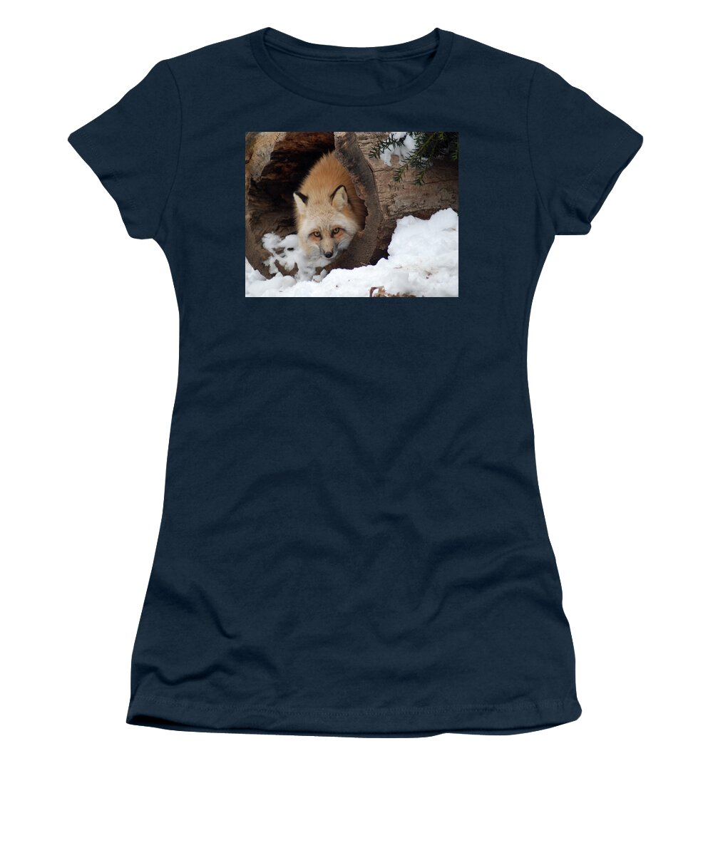 Fox Women's T-Shirt featuring the photograph Winter fox by Richard Bryce and Family