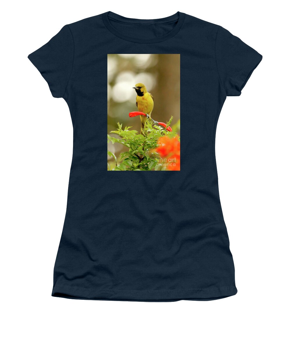 Yellow Bird Women's T-Shirt featuring the photograph Yellow Orchard Oriole Bird by Luana K Perez
