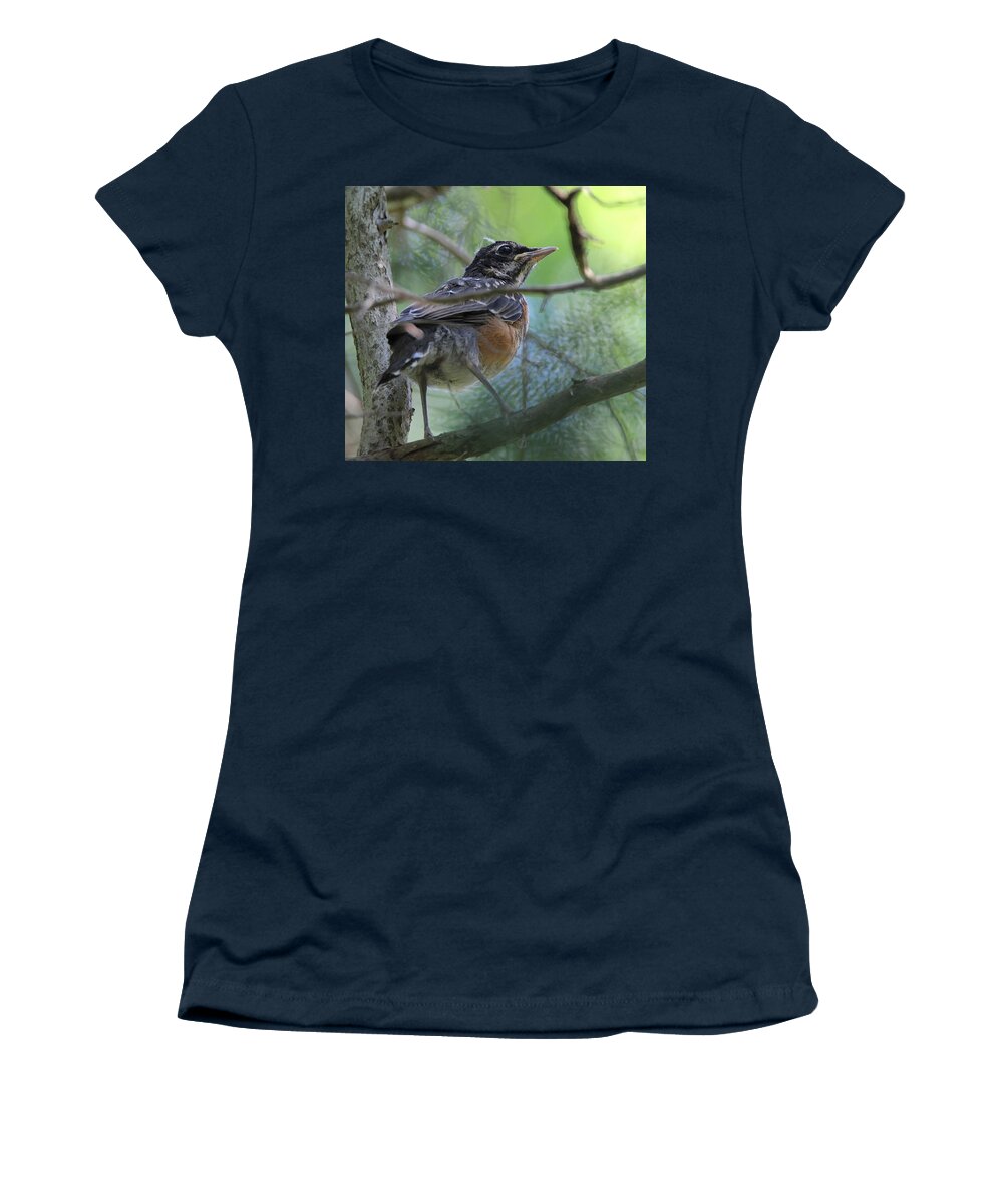 American Robin Women's T-Shirt featuring the photograph Young American Robin Setauket New York by Bob Savage