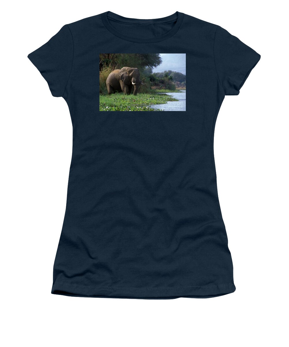 Elephant Women's T-Shirt featuring the photograph Zimbabwe_43-18 by Craig Lovell