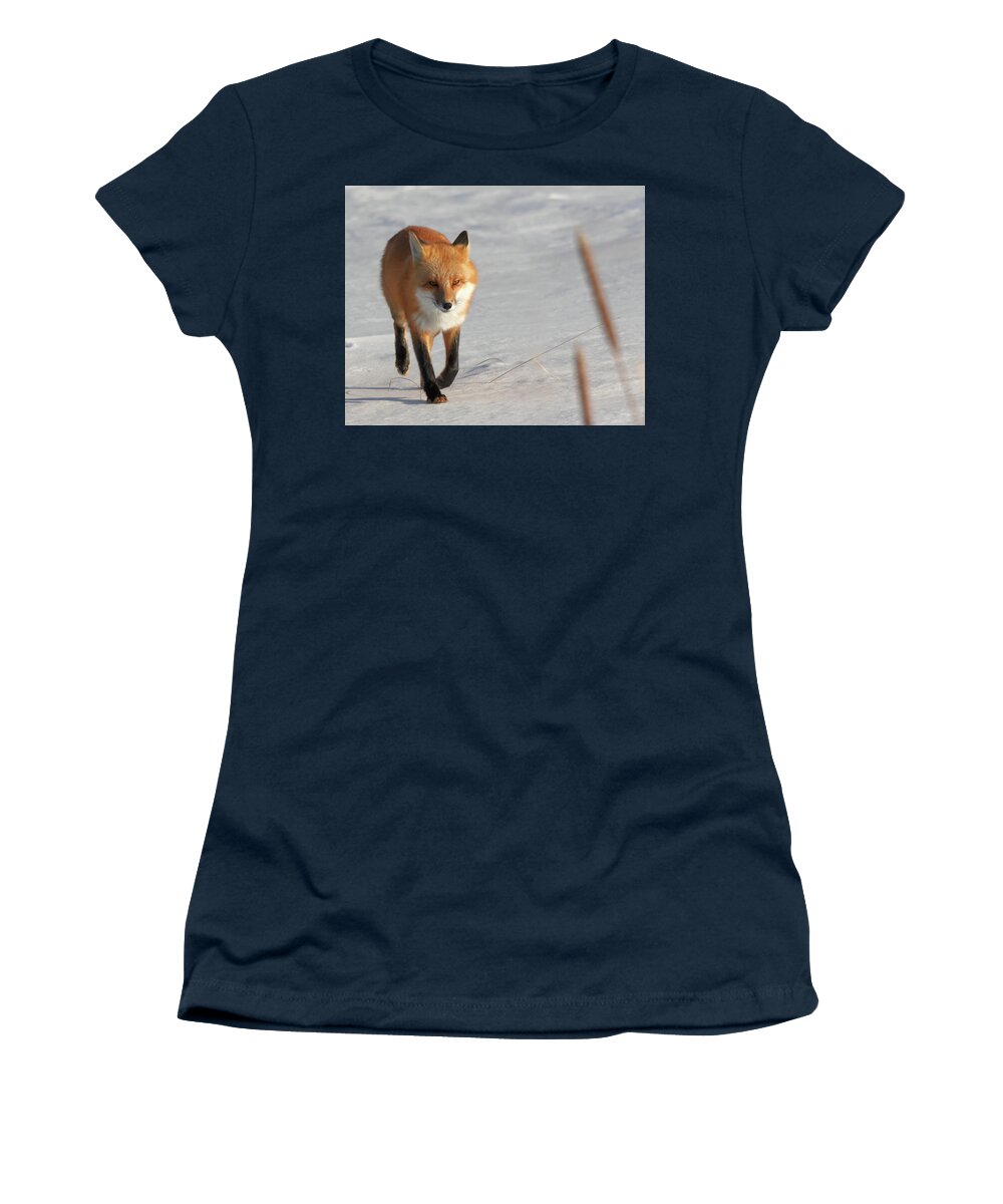 Fox Women's T-Shirt featuring the photograph Just Passing Through by Susan Rissi Tregoning