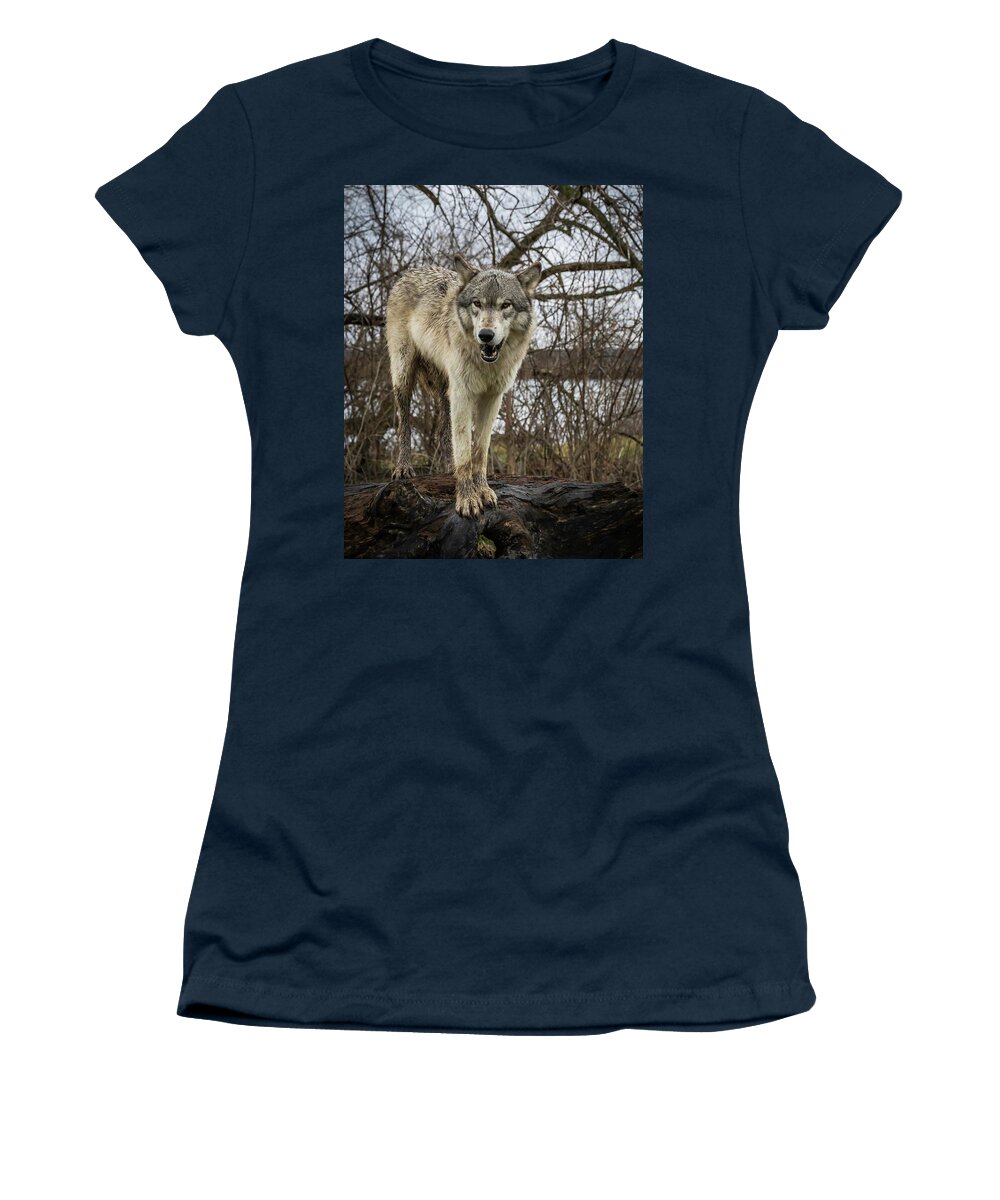 Wolf Wolves Women's T-Shirt featuring the photograph Anit I Pretty by Laura Hedien