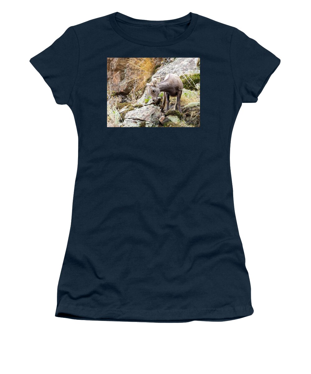 Bighorn Sheep Women's T-Shirt featuring the photograph Baby Bighorn Sheep Frolicking In Waterton Canyon by Steven Krull