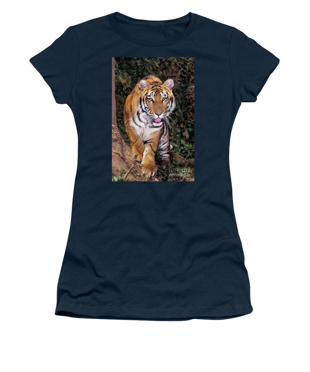 Bengal Tiger Women's T-Shirt featuring the photograph Bengal Tiger by Tree Endangered Species Wildlife Rescue by Dave Welling