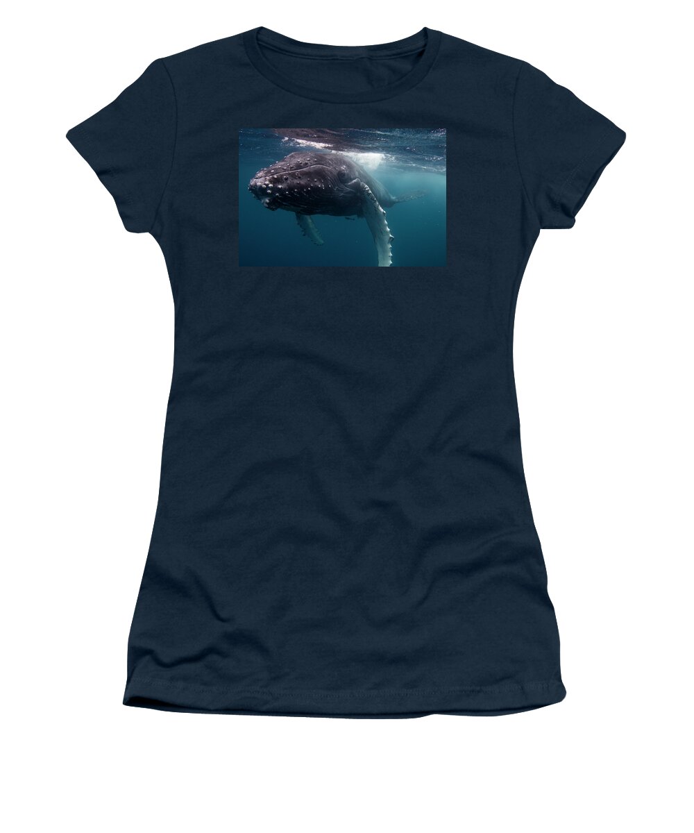 Sebastian Kennerknecht Women's T-Shirt featuring the photograph Humpback Whale And Calf In Tonga by Sebastian Kennerknecht