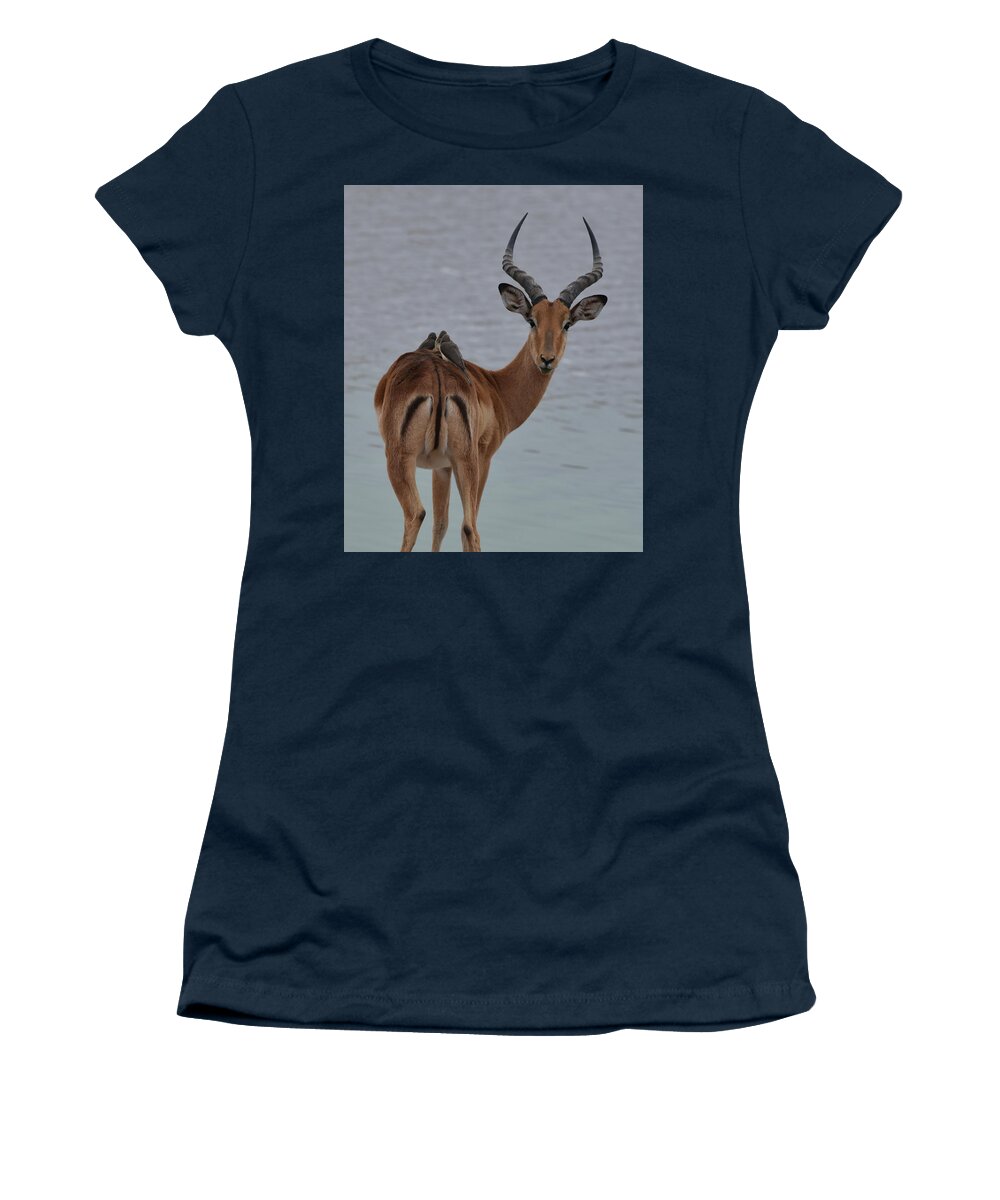 Impala Women's T-Shirt featuring the photograph Impala with Oxpeckers by Ben Foster