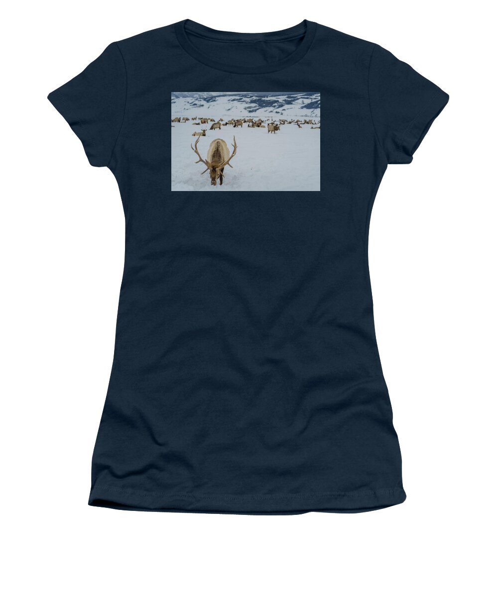 Elk Women's T-Shirt featuring the photograph Male Elk National Elk Refuge by Julieta Belmont