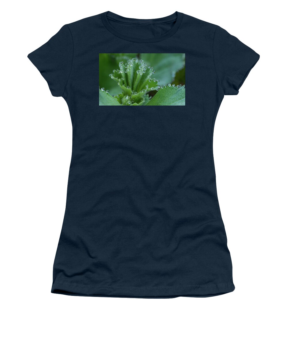Alchemilla Women's T-Shirt featuring the photograph Morning Dew Drops by Jean Noren