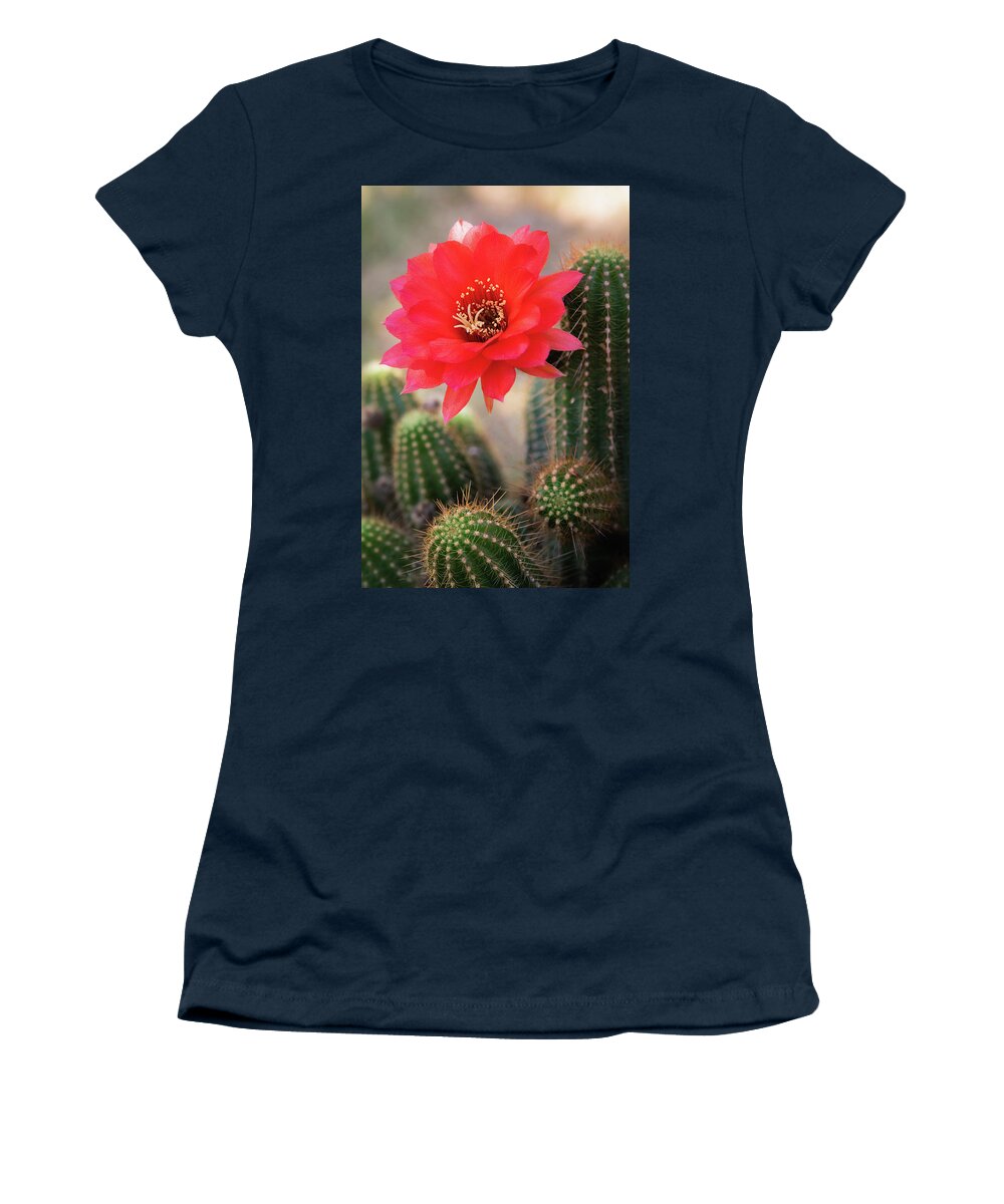 Rose Quartz Cactus Women's T-Shirt featuring the photograph Rose Quartz Cactus Flower by Saija Lehtonen