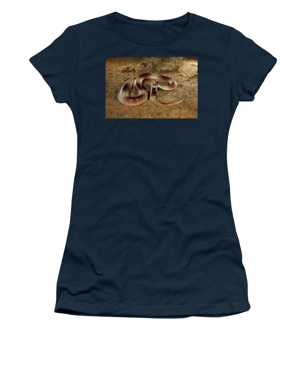 Animal Women's T-Shirt featuring the photograph Speckled Brown Snake From Avon Downs, Barkly Tableland by Robert Valentic / Naturepl.com