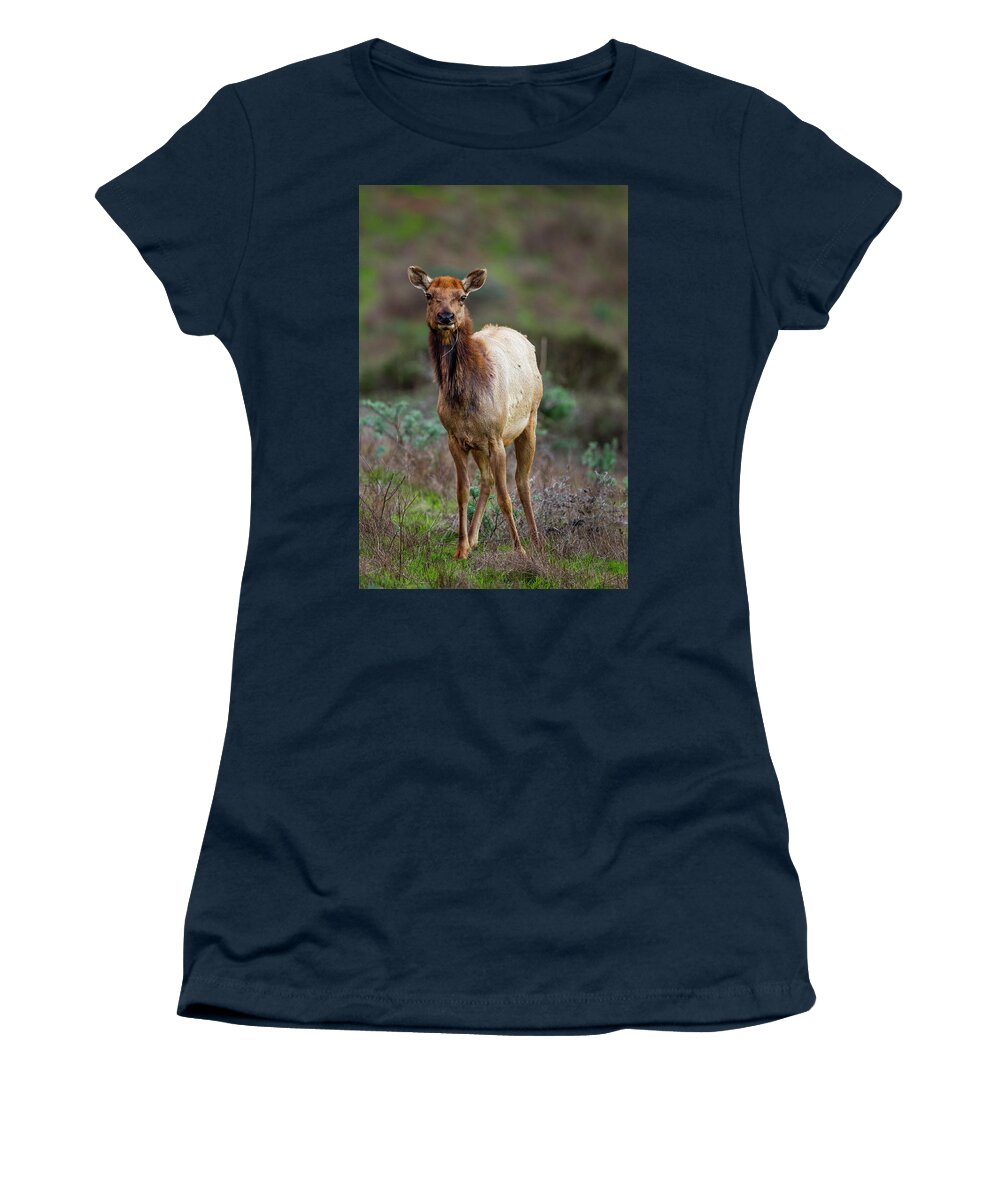 Sebastian Kennerknecht Women's T-Shirt featuring the photograph Tule Elk Feeding, Point Reyes by Sebastian Kennerknecht