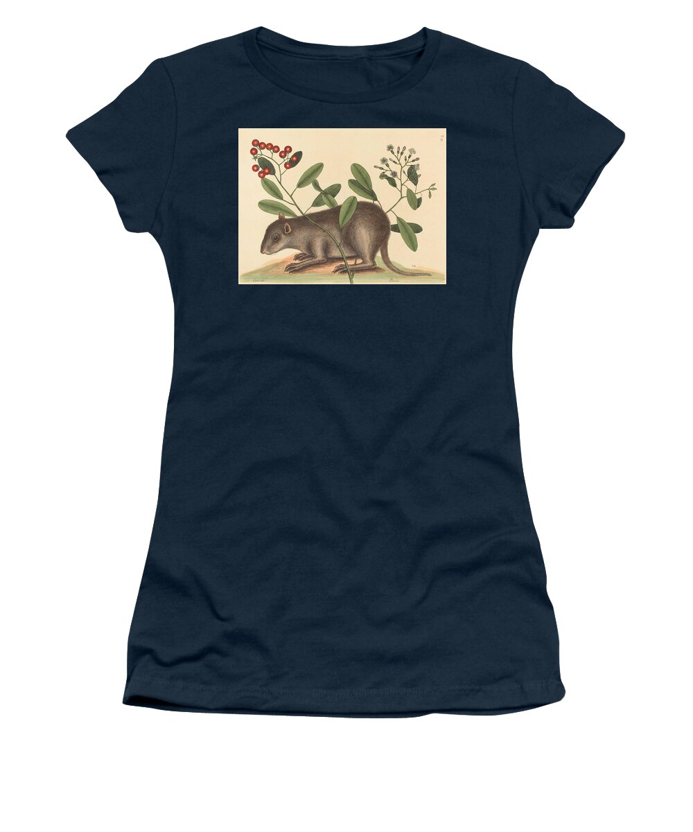 Mark Catesby Women's T-Shirt featuring the drawing The Bahama Coney, Mus Monax #2 by Mark Catesby
