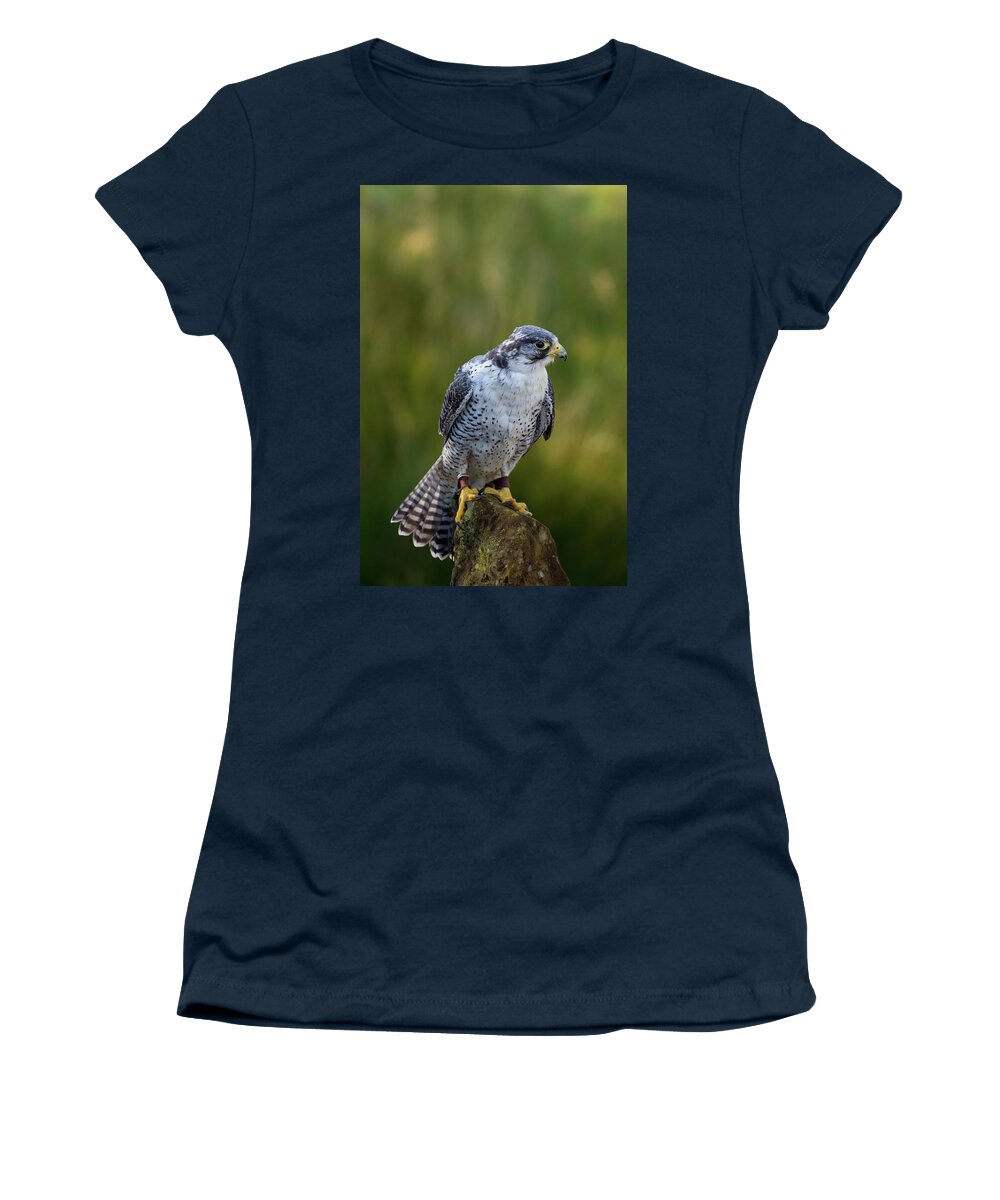 Peregrine Falcon Women's T-Shirt featuring the photograph Peregrine Gyr Falcon #3 by Anita Nicholson