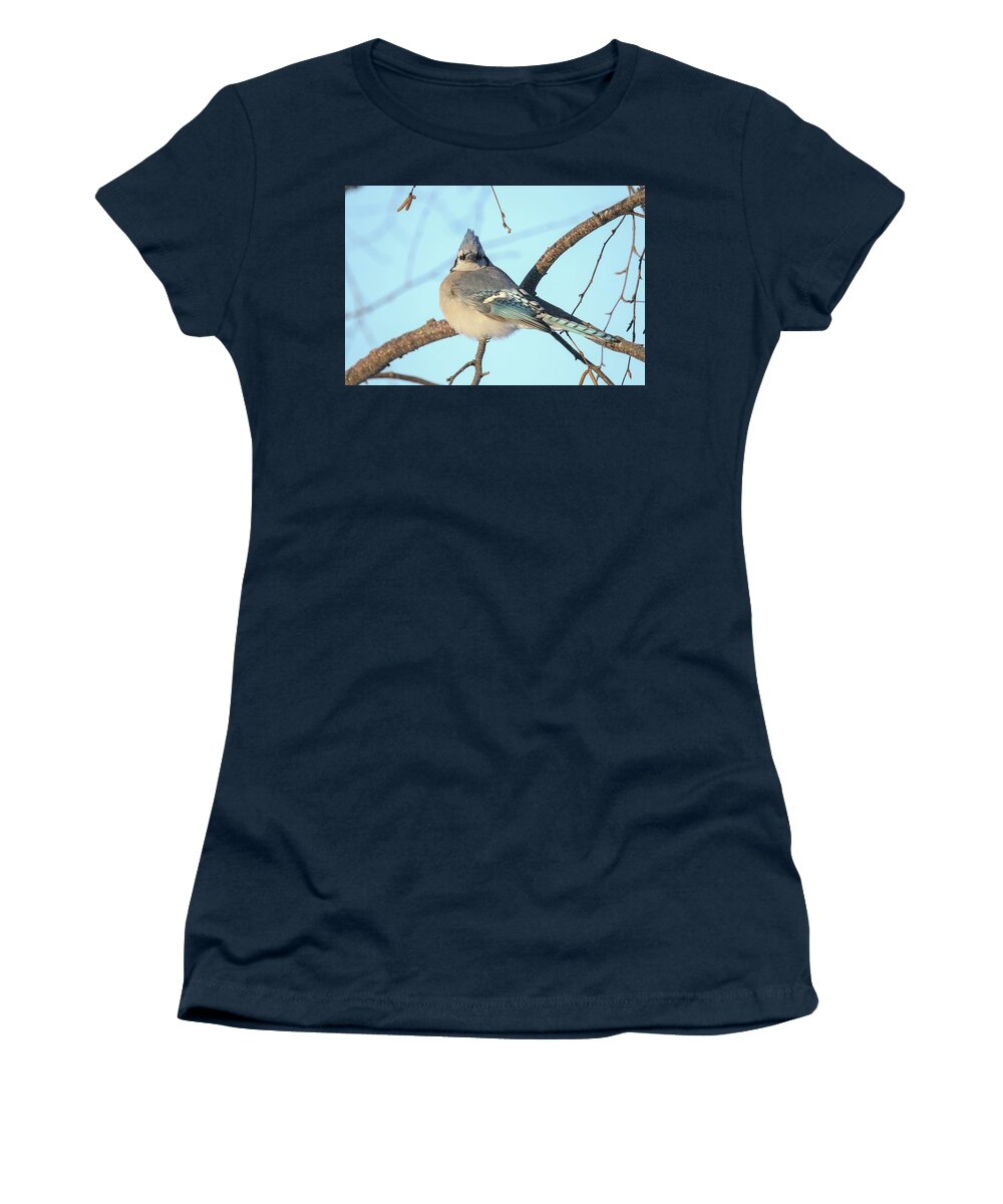 Bluejay Women's T-Shirt featuring the photograph Blue Jay #6 by Brook Burling