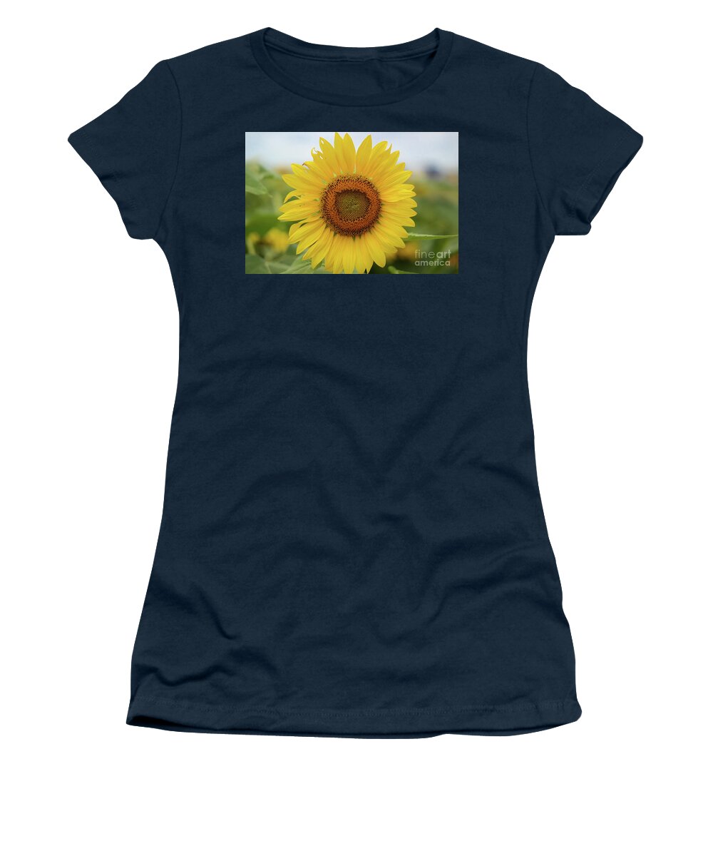 Sunflowers Women's T-Shirt featuring the photograph A field of sunflower by Diana Mary Sharpton