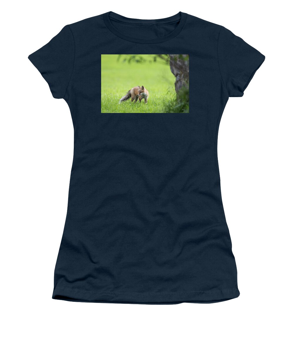 Red Fox Women's T-Shirt featuring the photograph A Summer Morning by Everet Regal