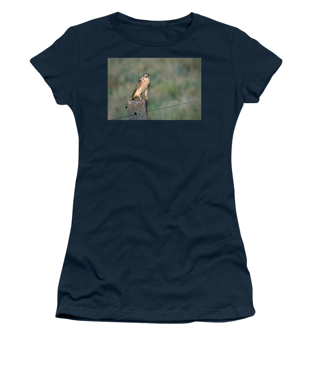 Amazon Women's T-Shirt featuring the photograph American Kestrel by Linda Villers
