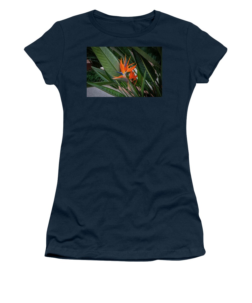 Bird Of Paradise Women's T-Shirt featuring the photograph Bird Of Paradise strelitzia reginae 110 by Rich Franco