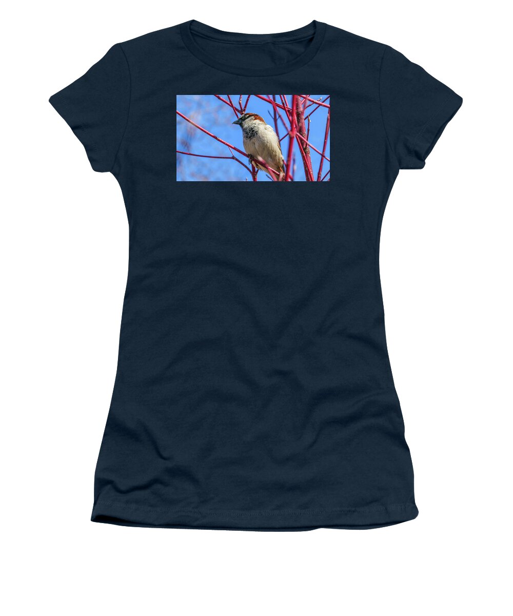 Bird Red Branches Women's T-Shirt featuring the photograph Bird on Red Branches by David Morehead