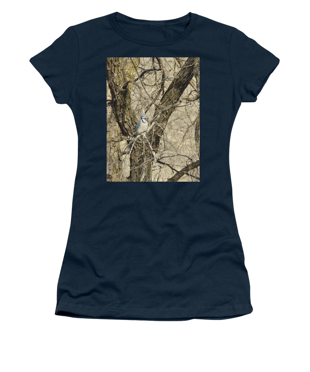 Blue Jay Women's T-Shirt featuring the photograph Blue Jay 3 by Amanda R Wright