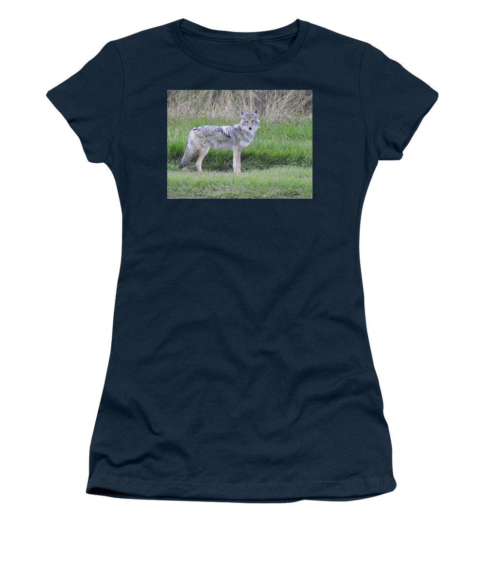 Chilcotin Coyote Women's T-Shirt featuring the photograph Coyote by Nicola Finch