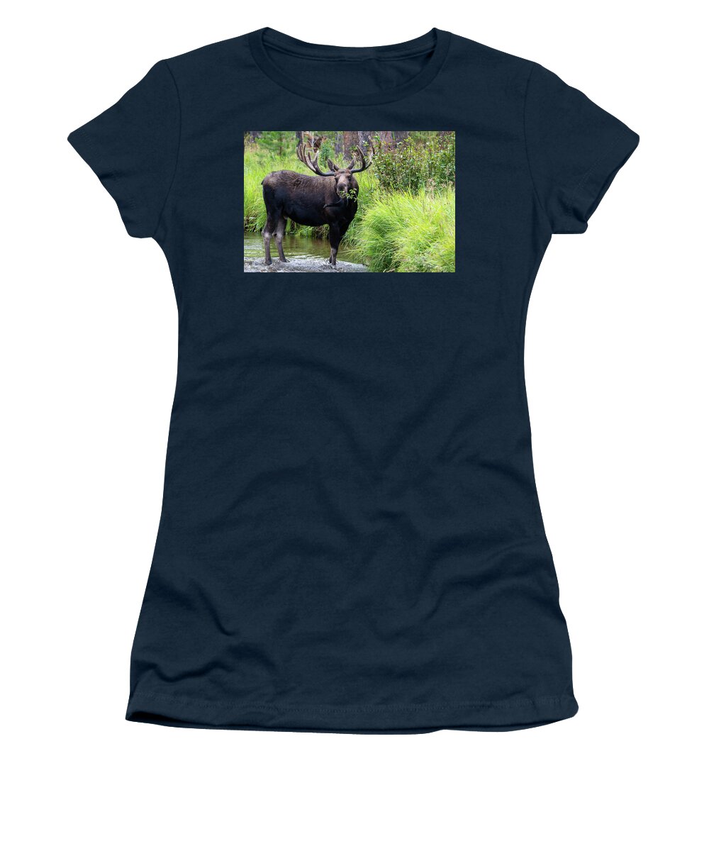 Moose Women's T-Shirt featuring the photograph Eating Greens by Darlene Bushue