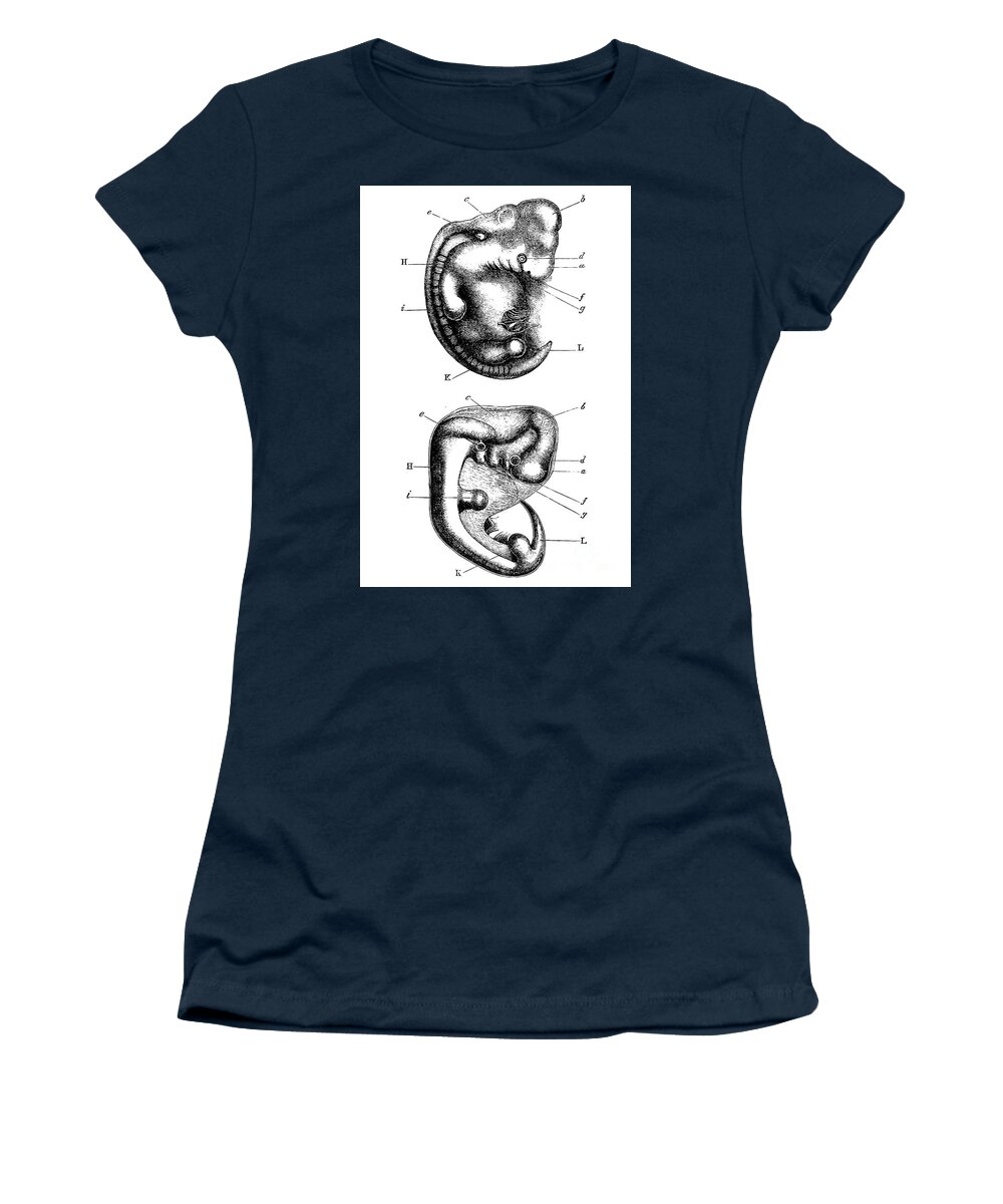 1871 Women's T-Shirt featuring the drawing Embryo Comparison, 1871 by Ecker and Bischoff